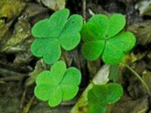 Shamrocks