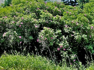 Rose Bush