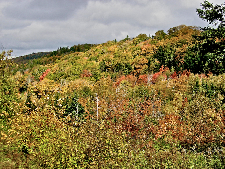 Hillside along the Whycocomagh Road