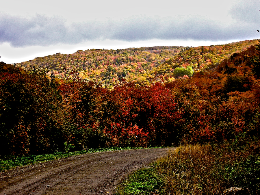 Hillside along the Whycocomagh Road
