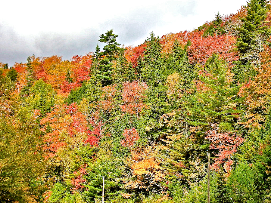 Above Indian River along the Whycocomagh Road