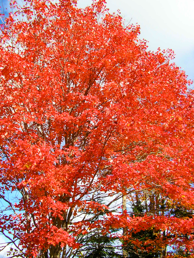 First-prize tree on the Mull River Road