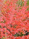 Red tree on the Whycocomagh Road