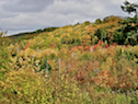Hillside along the Whycocomagh Road