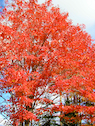 First-prize tree on the Mull River Road
