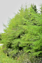 Tamaracks along Highway 327