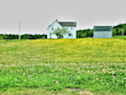Dandelion lawn along Highway 327