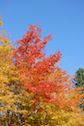 Red tree along the Whycocomagh Road