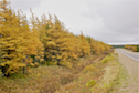 Golden tamaracks on French Mountain