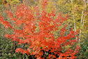Red tree near the Chéticamp Campground