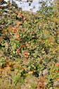 Apple tree in Northeast Mabou