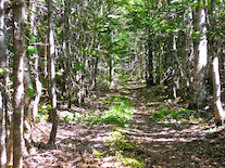 MacEachen Trail View