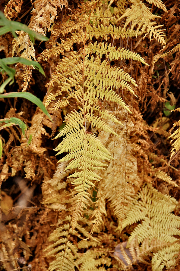 Fern along the Rosedale Road