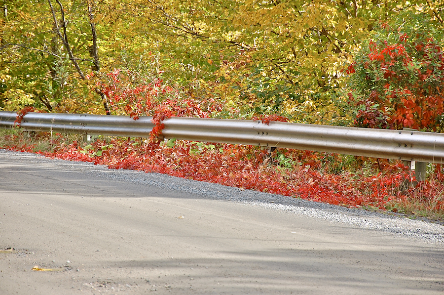 Red vine along Whycocomagh Road