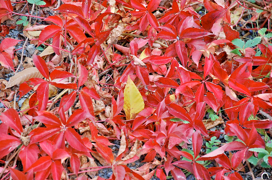 Detail of red vine