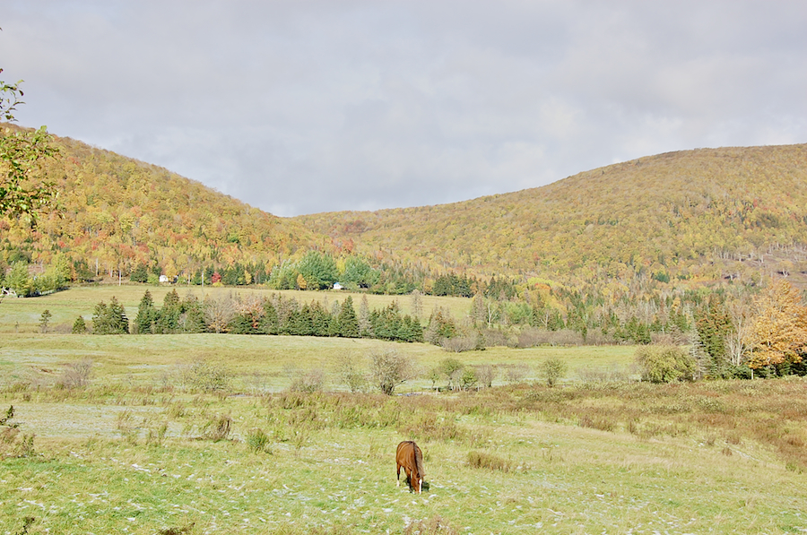 Horse at Marsh Brook