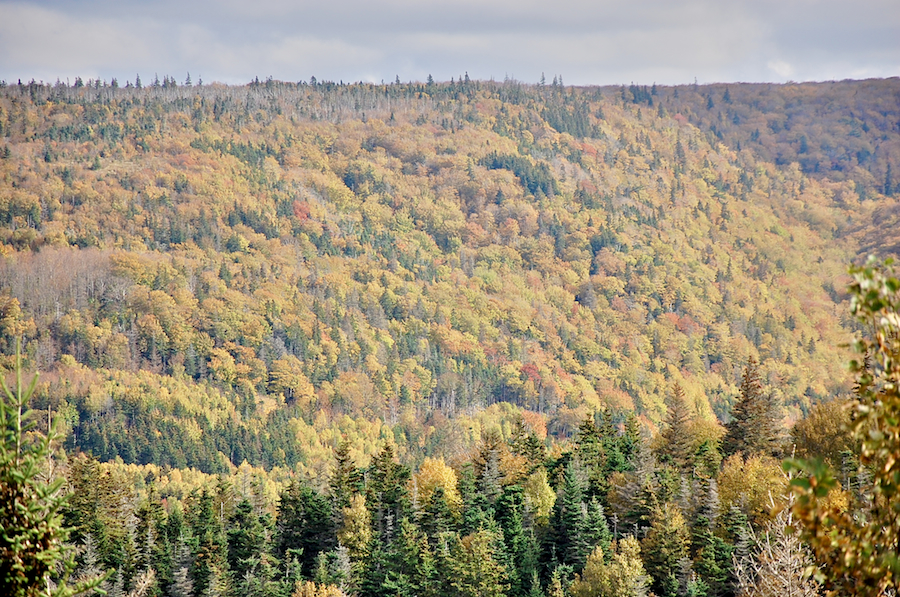 Cape Mabou from Mountain Road