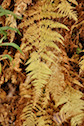 Fern along the Rosedale Road