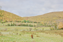 Horse at Marsh Brook