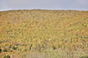 Hillside at Marsh Brook