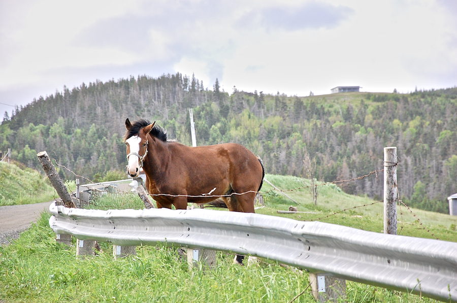 Curious horse at road side