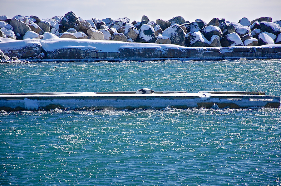 Seal basking in the sun