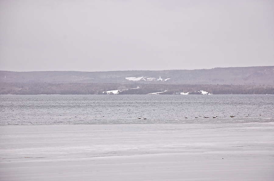 Geese in West Bay at Dunpheys Cove