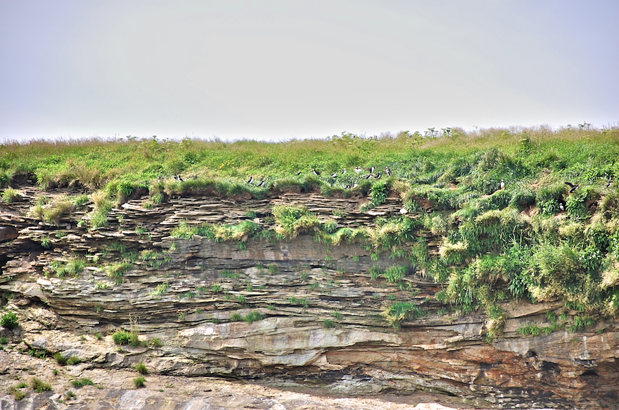 Puffins in the grass at the top of Ciboux Island