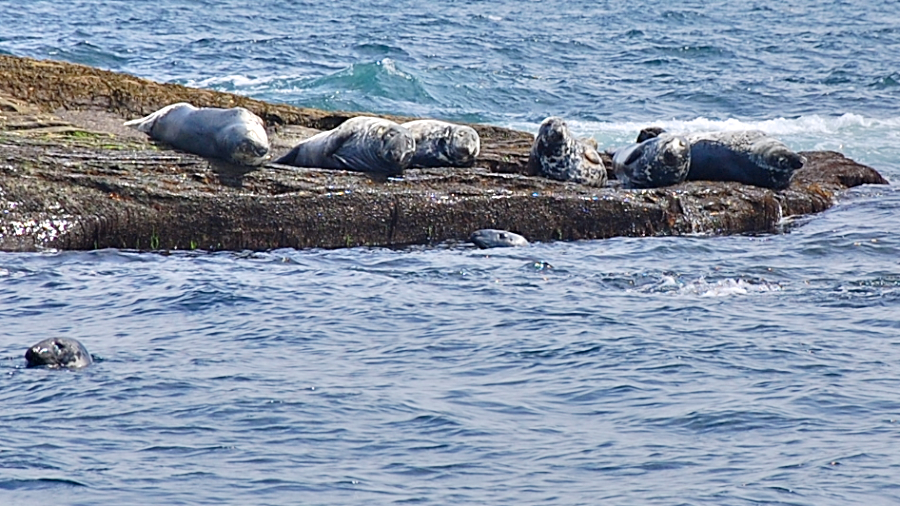 Detail of seals