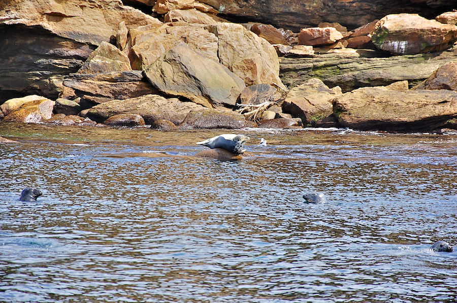 Seals off the western shore of the northeastern end of Ciboux Island