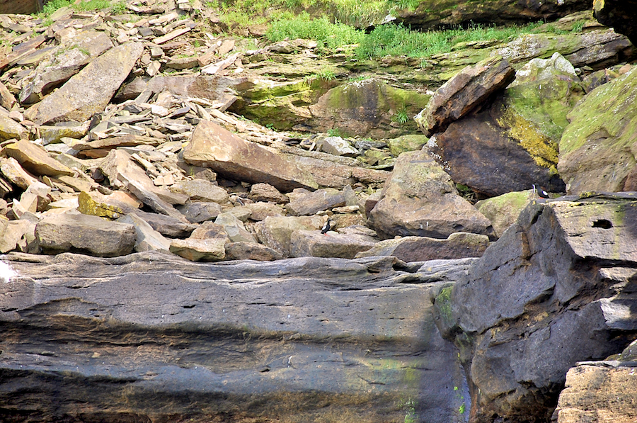 Black guillemots on the cliffs