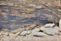 Eagles sheltering in a cave on Ciboux Island