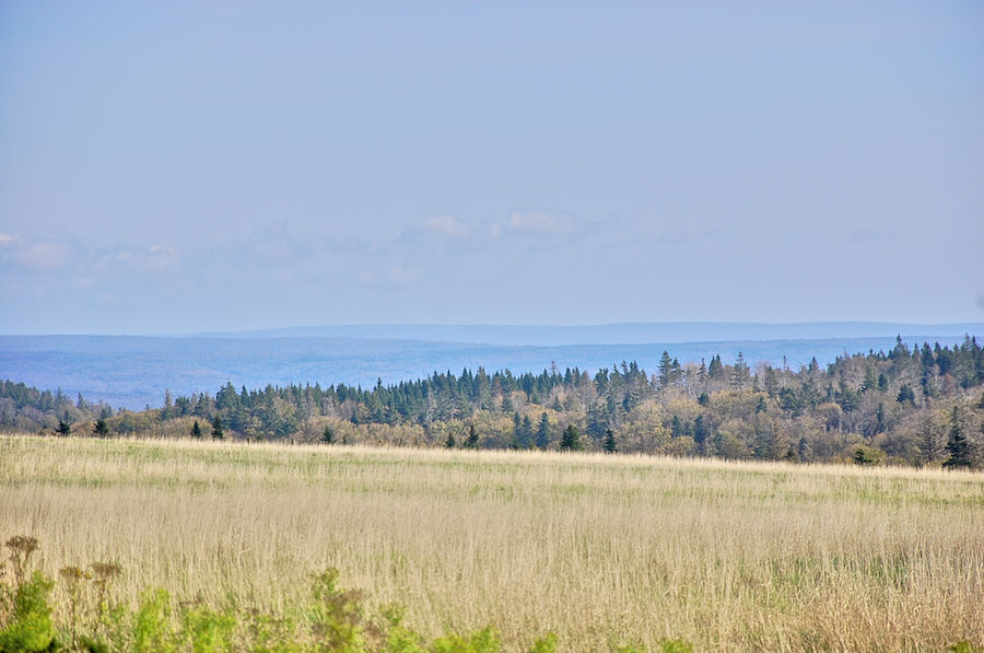 Field along the Cape Mabou Road