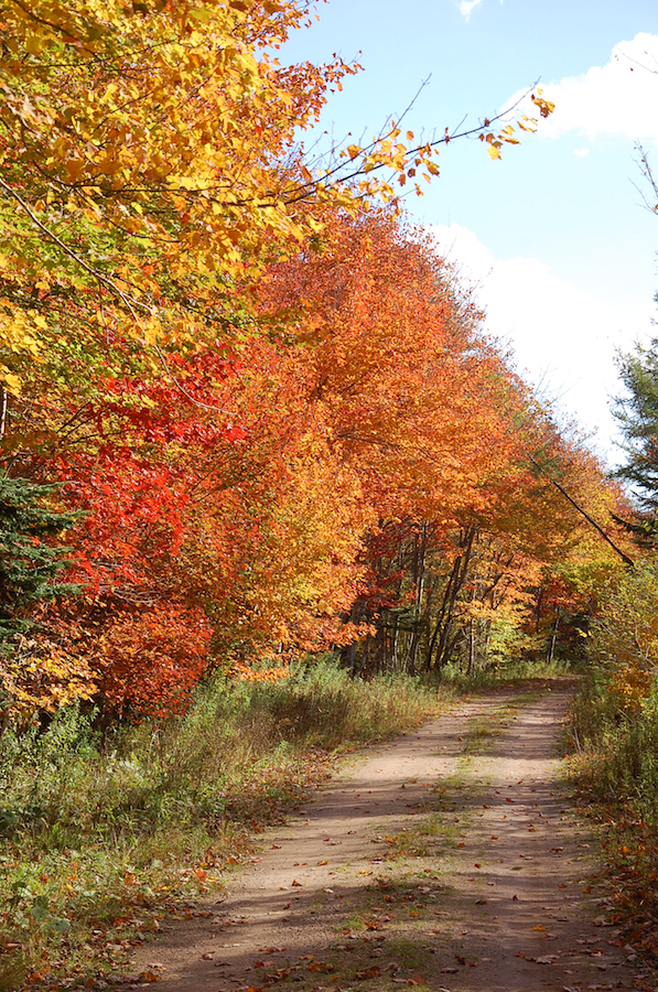 Trees along the Rosedale Road