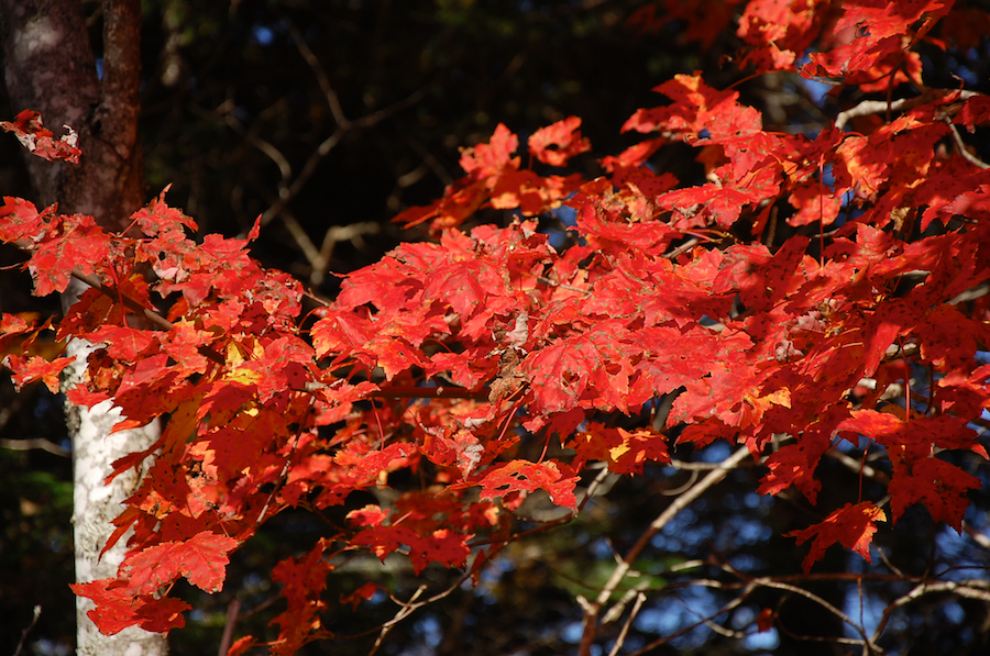 Close-up of Red Tree along the Rosedale Road