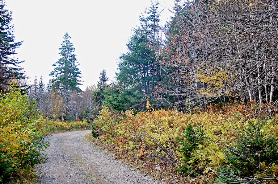 Ferns on River Denys Mountain along the River Denys Road