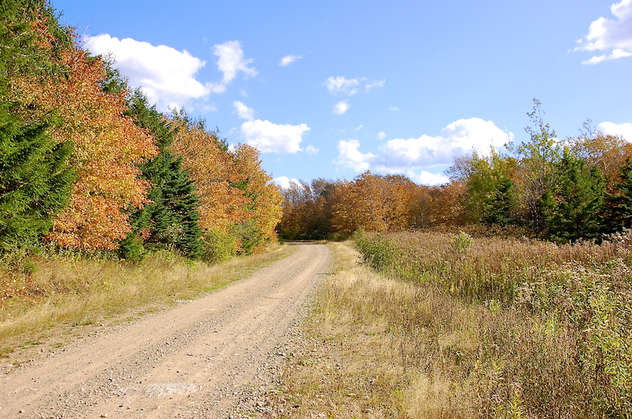 Trees on River Denys Mountain along the River Denys Road