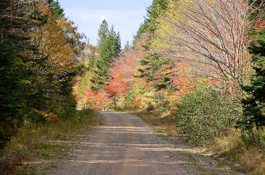 Trees on River Denys Mountain along the River Denys Road