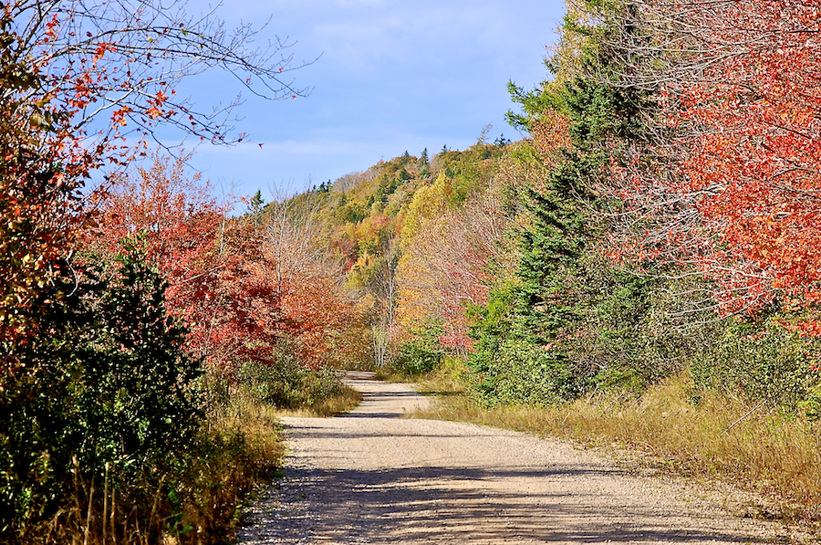 Trees on River Denys Mountain along the River Denys Road