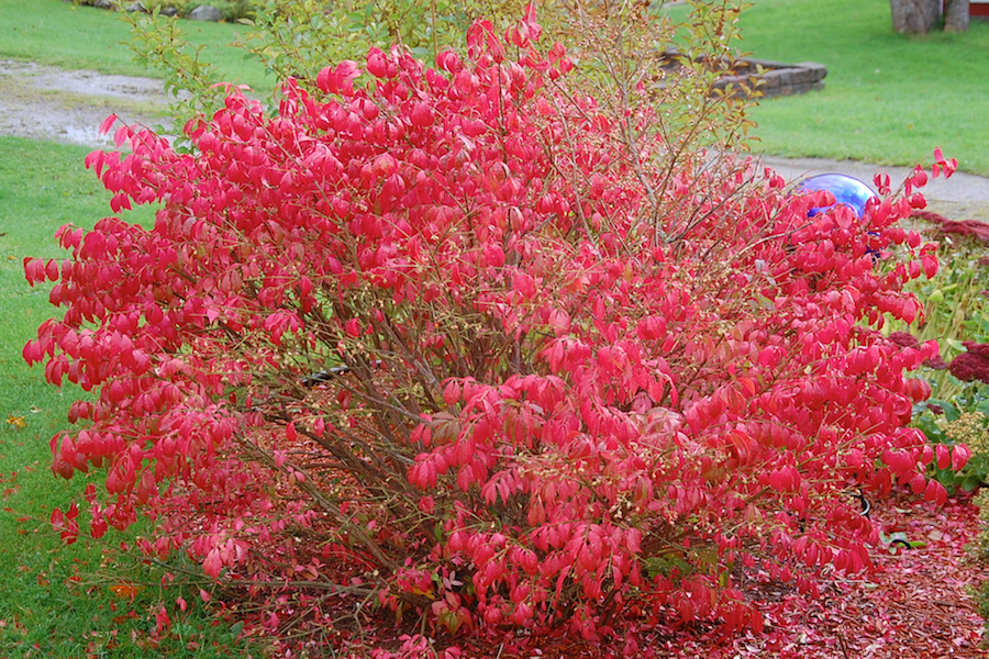 Burning Bush on Rocky Ridge