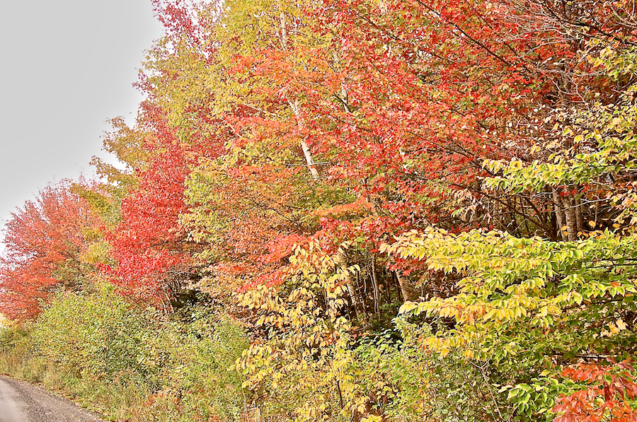 Trees along the Northeast Mabou Road