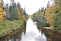 River Inhabitants at the bridge on Cenotaph Road near Glenora