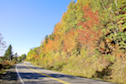 Trees along the Mabou River on Highway 252