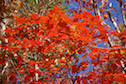 First Prize Red Tree along the Rosedale Road