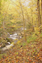 MacPhersons Brook along the Lewis Mountain Road