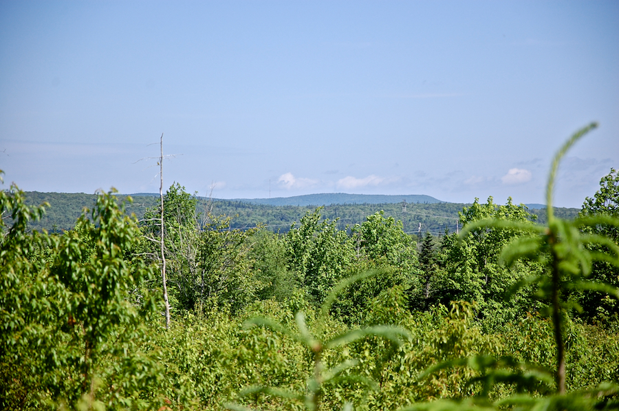 McIntyres Mountain from Kings Road