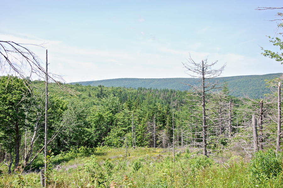 McIntyres Mountain from the Maple Brook Road