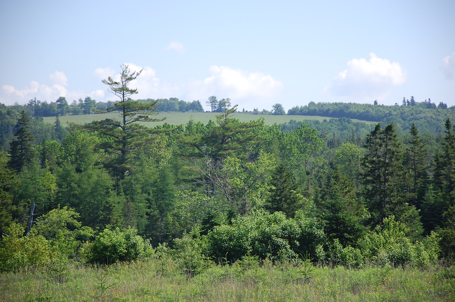 Field on Alpine Ridge