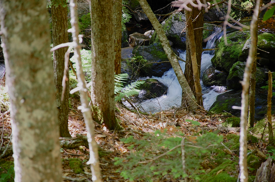 MacPhersons Brook