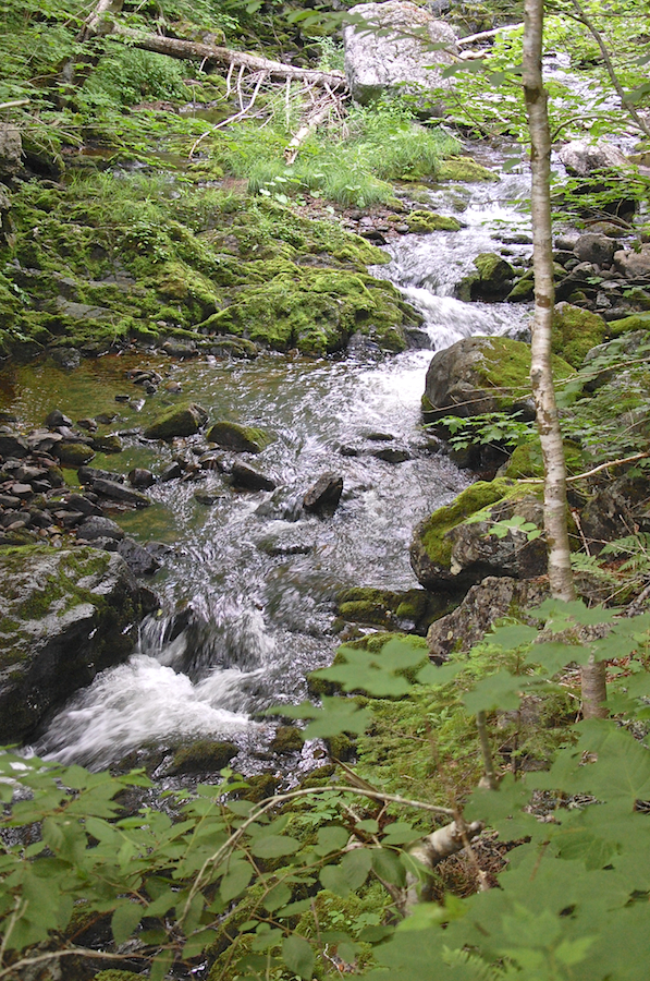 MacPhersons Brook